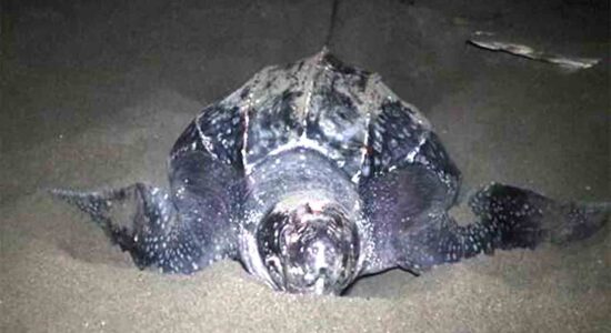 Inilah 3 Kawasan Konservasi Baru di Maluku