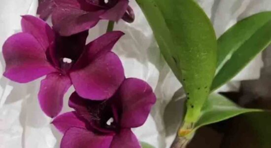 Barantin Periksa Bibit Anggrek