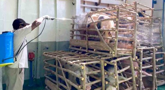 Jelang Dilalulintaskan, Ratusan Ekor Babi Disemprot Cairan Desinfektan