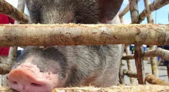 Barantin Perketat Pengawasan Babi