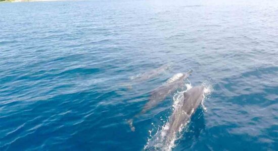 ‘Jikumerasa Dolphin Dancing’ Masuk Deretan Wisata Air Terbaik API Awards 2025