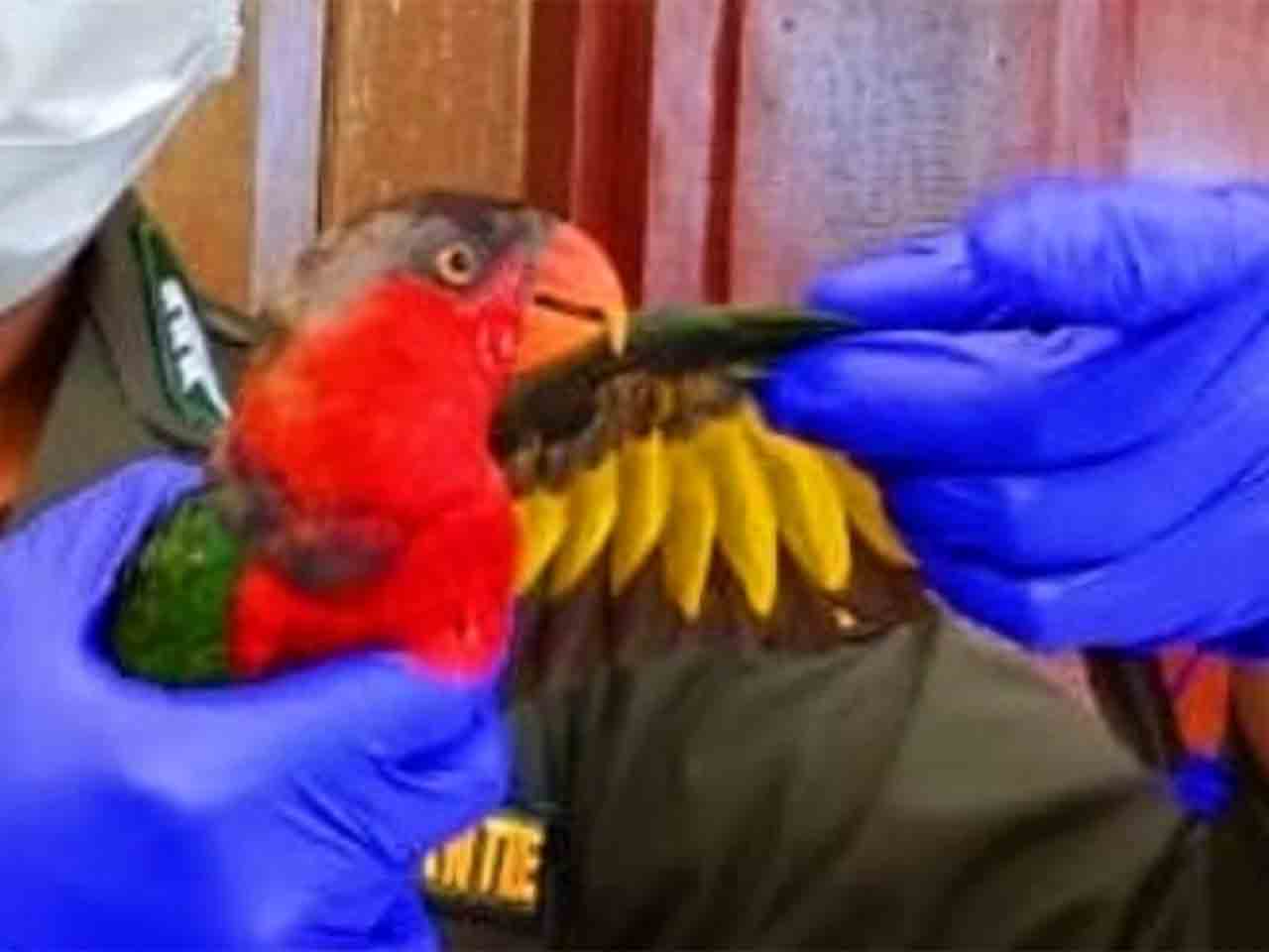 Penyelundupan Burung Nuri Digagalkan Barantin